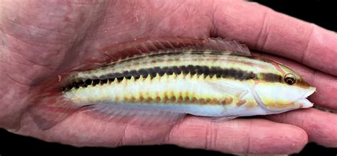 Slippery Dick Mexican