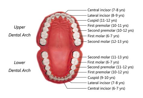 permanent teeth eruption timetable sorident