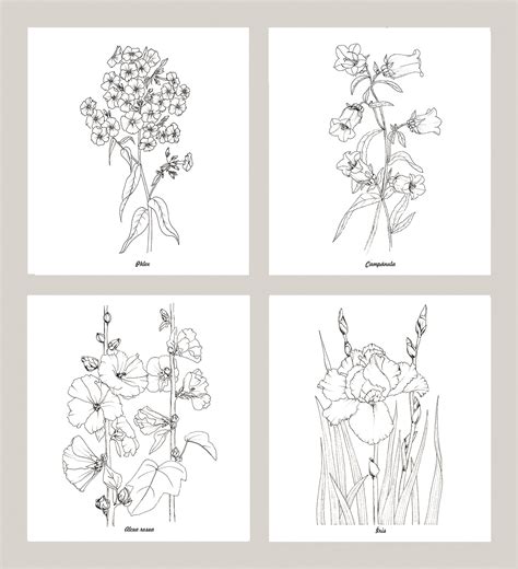 Раскрашивайте вместе с иллюстратором johanna basford. Botanical coloring book Flowers of my mother on Behance