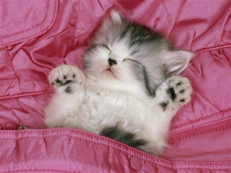 Are you searching for black cat png images or vector? animals, Kittens, Cat, Pink Wallpapers HD / Desktop and ...