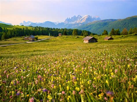 Mountain Huts Meadows With Yellow Flowers In The Dolomites At Sunset