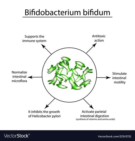 Useful Properties Of Bifidobacteria Royalty Free Vector