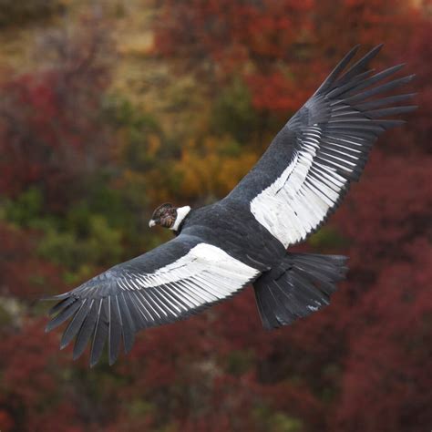 Andean Condors Can Soar 100 Miles Without Flapping Courthouse News