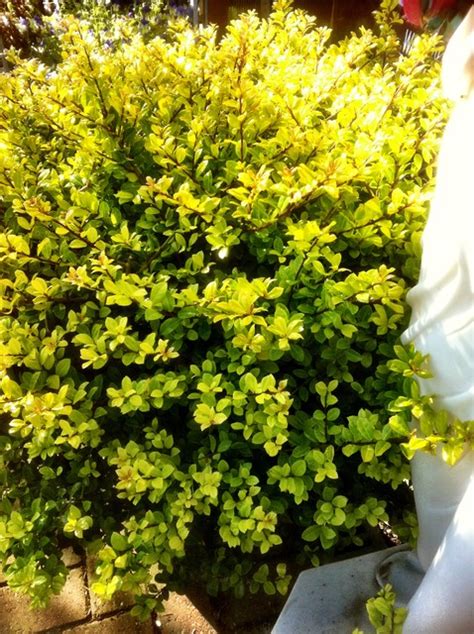 Looking out the window to see deer frolicking in the distance is a magnificent there are flowering shrubs that deer avoid. Ilex crenata 'Golden Gem' - Traditional - Landscape