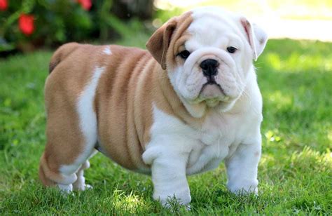 Many merle tri color shrinkabull bulldog puppies have blue eyes or green eye color. English Bulldogs with skin allergies - Dog food facts