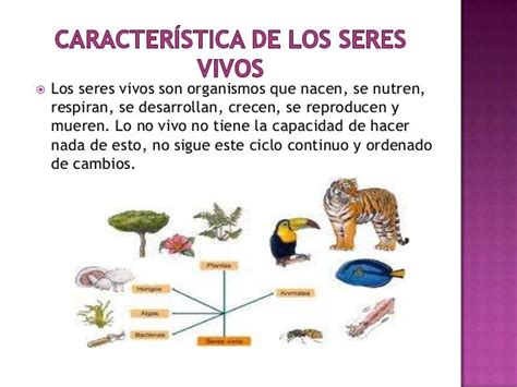 CaracterÍsticas De Los Seres Vivos