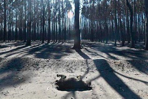 Maybe you would like to learn more about one of these? Los incendios en Australia han matado a más de 1,000 ...