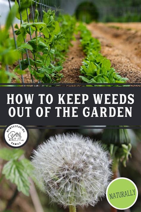 How To Keep Weeds Out Of The Garden Managing Weeds