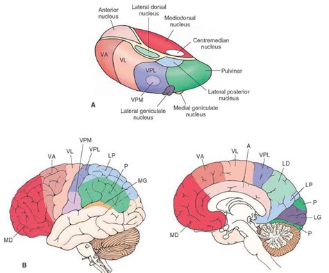 Thalamocortical Relationships A The Relative Positions Of Thalamic