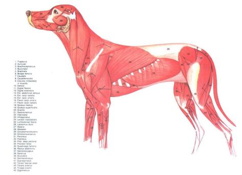 A Diagram Of The Muscles In A Dogs Body