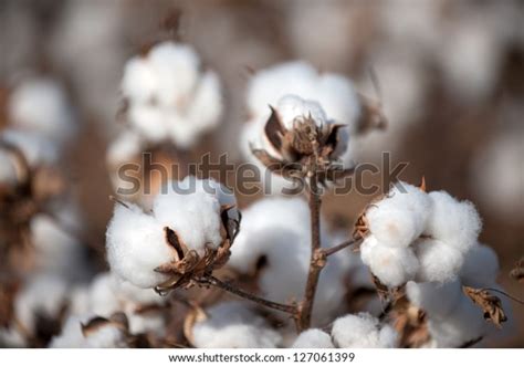 Cotton Balls On Plant Ready Be Stock Photo Edit Now 127061399