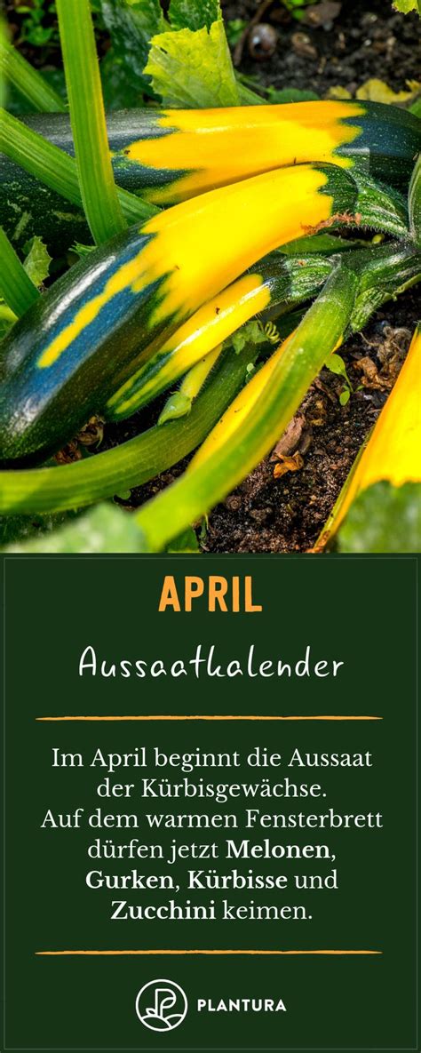 Wann sollte welches gemüse gepflanzt werden? Aussaatkalender: Wann wird was ausgesät | Aussaat kalender ...