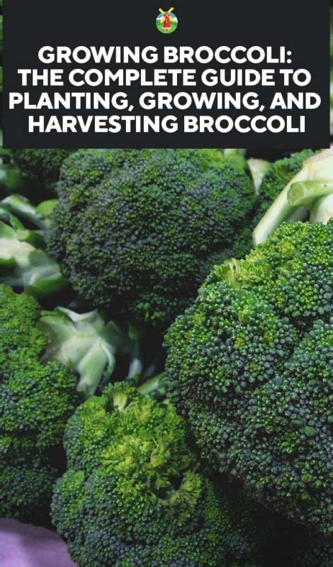 Growing Broccoli The Complete Guide To Planting Growing