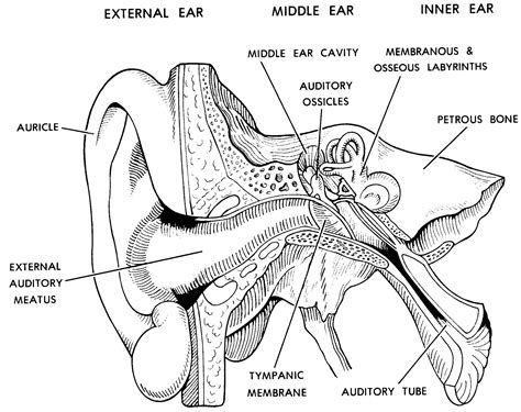 Label Diagram Of Human Ear Labeled Diagram Of Human Ear Anatomy Human