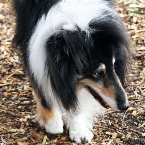 Lassie Dog Breed Dog Breeds
