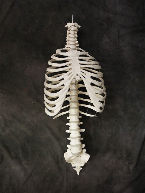 Human Ribcage Prop Dapper Cadaver Props