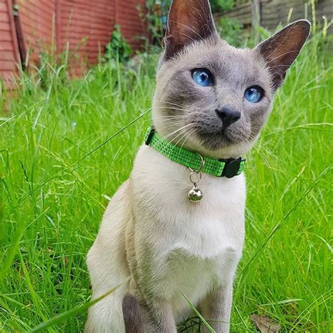 14 Siamese Cats Whose Blue Eyes Will Hypnotize You