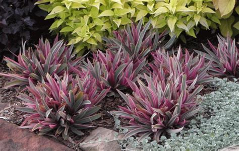 The tricolor moses in the cradle or oyster plant is a durable clump forming evergreen with colorful pink, green, and. OYSTER PLANT CAPE CORAL