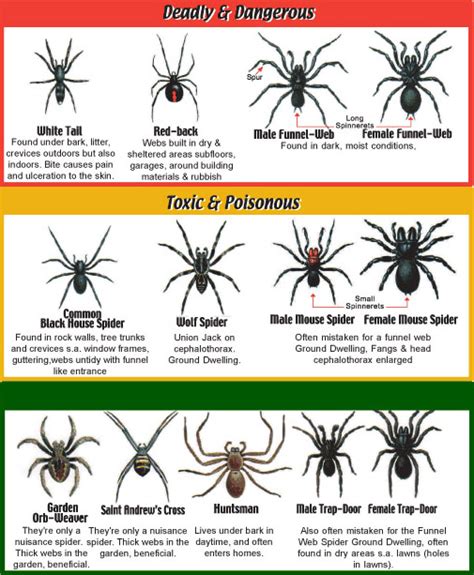 Juvenile and male black widow spiders are brown and smaller than the female. Dunn-Rite Pest Control | Spiders | Pest Control ...