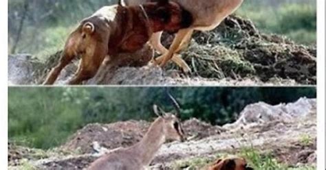 You Dont Mess With Deers Imgur