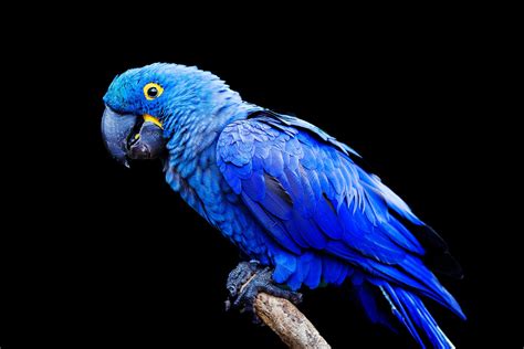 Hyacinth Macaw Zupreem Pet
