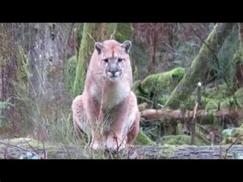 Cougar Stalks Man On Vancouver Island Wow Video Ebaums World