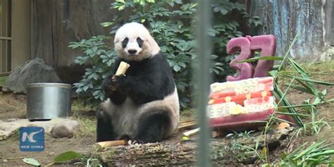 Oldest Panda In Captivity Celebrates 37th Birthday Fox News