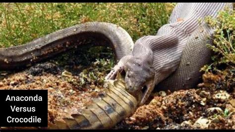 Anaconda Versus Crocodile Youtube