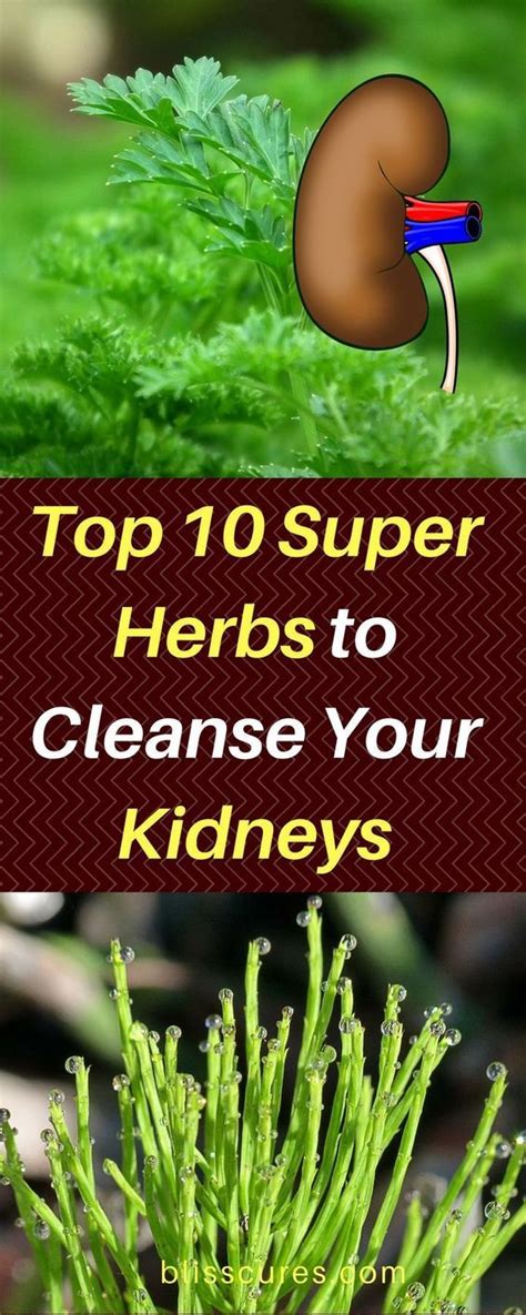 Top 10 Super Herbs To Cleanse Your Kidneys Kidney Detox Cleanse