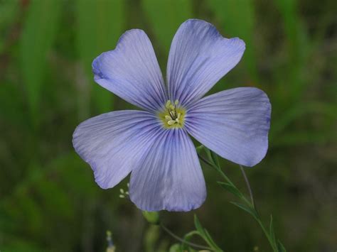 Wildflower Wild Blue Flax Linum Lewisii Youghiogheny River Trail