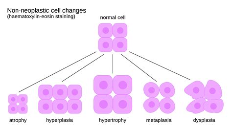 Cellular Adaptations Cell Populations Teachmephysiology