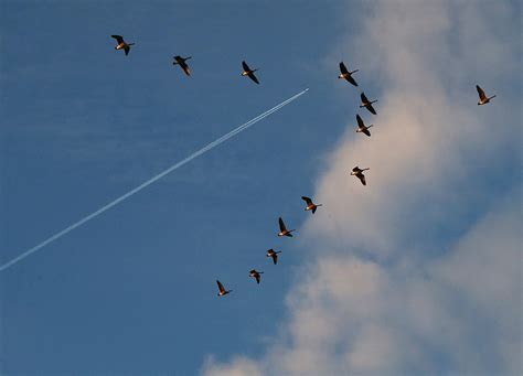 Why Geese Fly in a 'V' Formation