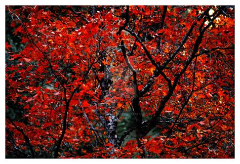 Red Maple Leaves Dark Tree By Houstonryan On Deviantart
