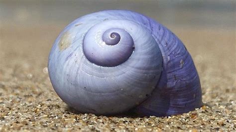 Violet Sea Snails Spotted In Isles Of Scilly Bbc News