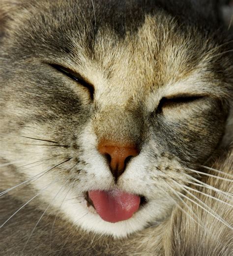 Cats With Their Tongues Out Cuteness Overflow