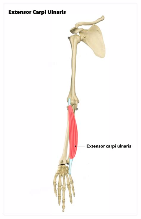 Extensor Carpi Ulnaris Muscle With Arm And Hand Wrist Bones Outline