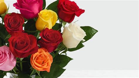 Maybe you would like to learn more about one of these? √ 21 Contoh Report Text (Tumbuhan, Hewan, Tempat, Bencana ...