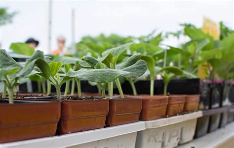 Okra (abelmoschus esculentusis) is grown for its long edible seed pods, which are delicious fried or in soups. Vegetable Freak: How to Grow Okra In Minnesota