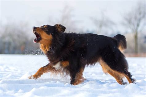 Are Australian Shepherds Aggressive And How To Stop Aggression