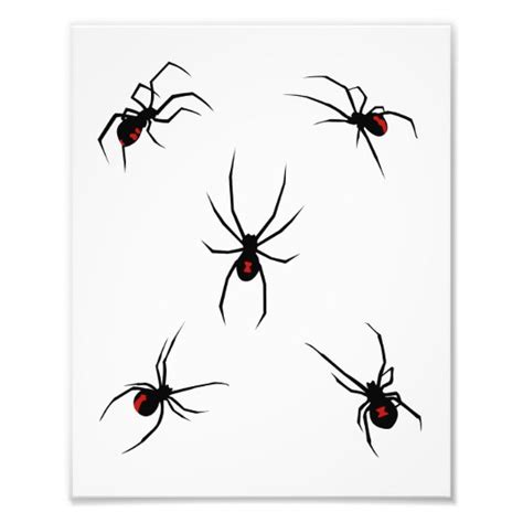 Black Widow Spiders Photo Print