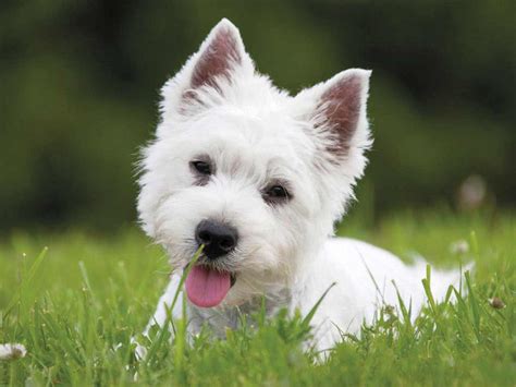 West Highland White Terrier Fanáticos De Las Mascotas