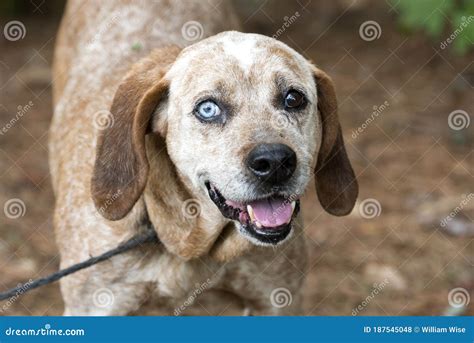 Happy Redtick Coonhound With One Blue Eye And Floppy Ears Stock Photo