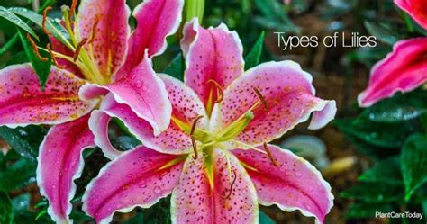 Types Of Lilies And Lily Like Flowers To Adorn Your Garden