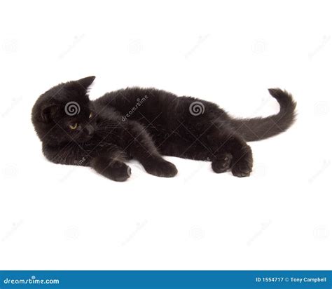Black Cat Laying Down Royalty Free Stock Photography Image 1554717