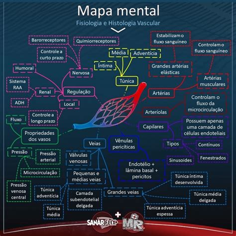 Mapa Mental De Fisiologia E Histologia Vascular Sanar Medicina