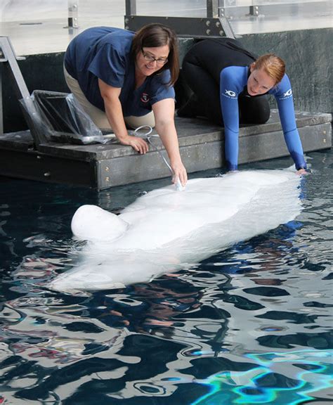 Ultrasound Reveals Beluga Whale At Georgia Aquarium Is Pregnant
