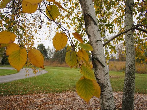 Birch Trees 5 Favorites To Plant In A Landscape Gardenista