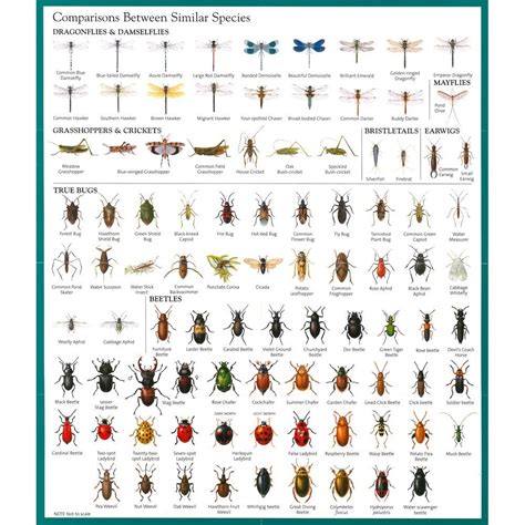 Insect Identification Chart Garden Pests Guide