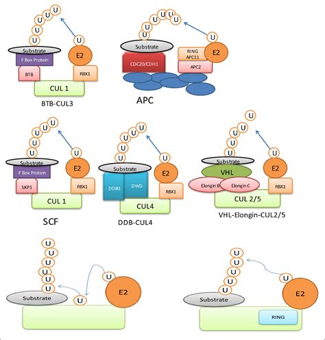 Figure 1 From Role Of Ubiquitin Mediated Degradation System In Plant