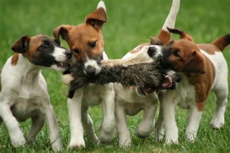 However, a smooth fox terrier may try to dominate other dogs and will treat other small pets in the same fashion it would a fox! Cute Fox Terrier (Smooth) puppies photo and wallpaper ...